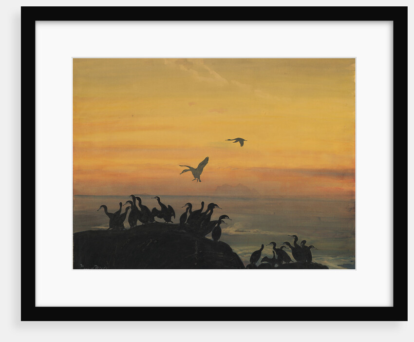 Cormorants by sunset, by Anonymous