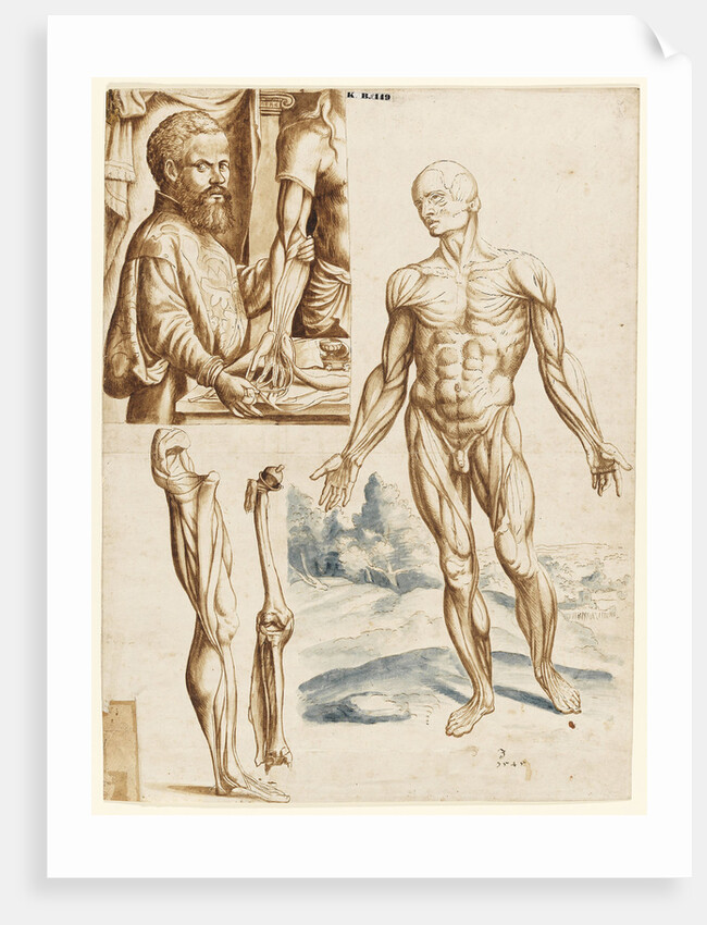 Écorché with Portrait of Andreas Vesalius, 1545 by Anonymous