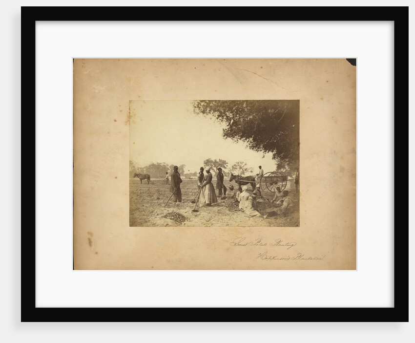 Slaves working in the sweet potato fields on the Hopkinson plantation, 1862 by Anonymous