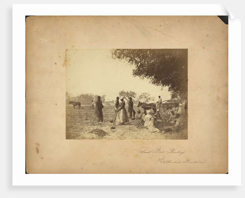Slaves working in the sweet potato fields on the Hopkinson plantation, 1862 by Anonymous