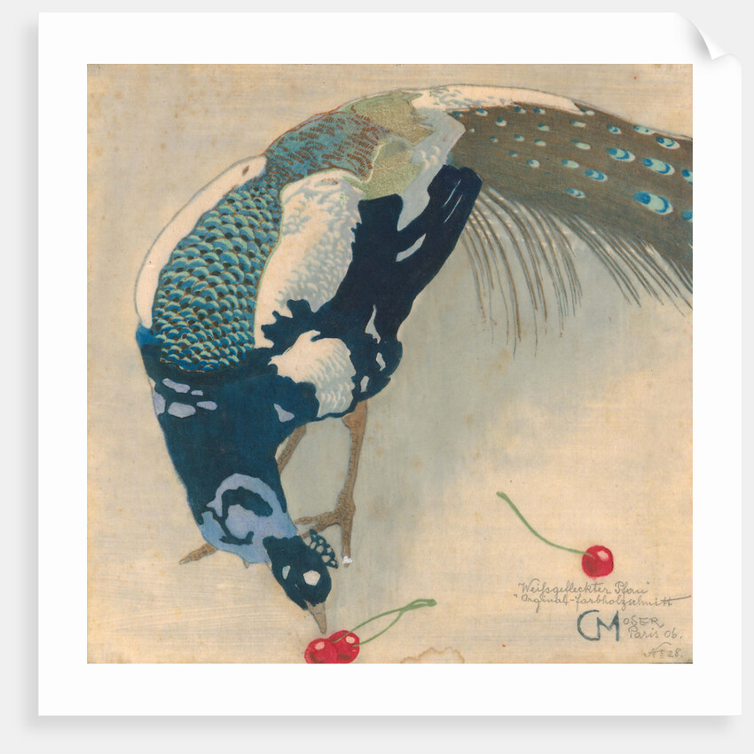 White-Spotted Peacock, 1906 by Anonymous
