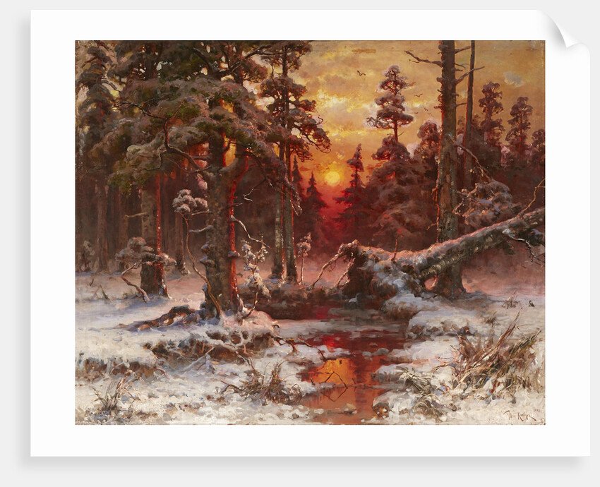 Winter sunset in a Pine Forest, 1898 by Anonymous