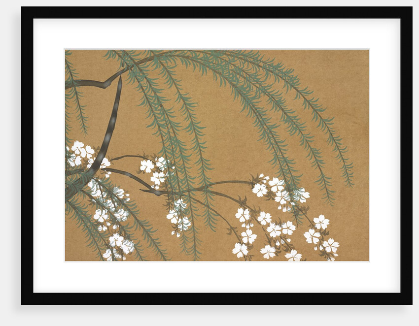 Yanagi Sakura by Anonymous