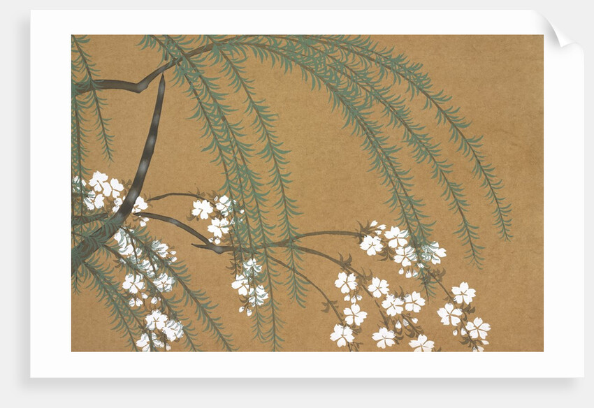 Yanagi Sakura by Anonymous