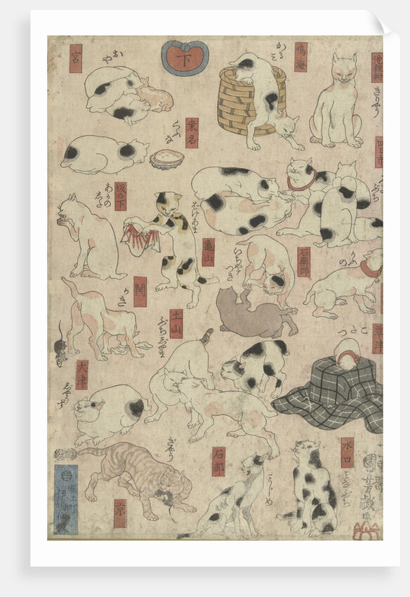 Cats by Anonymous