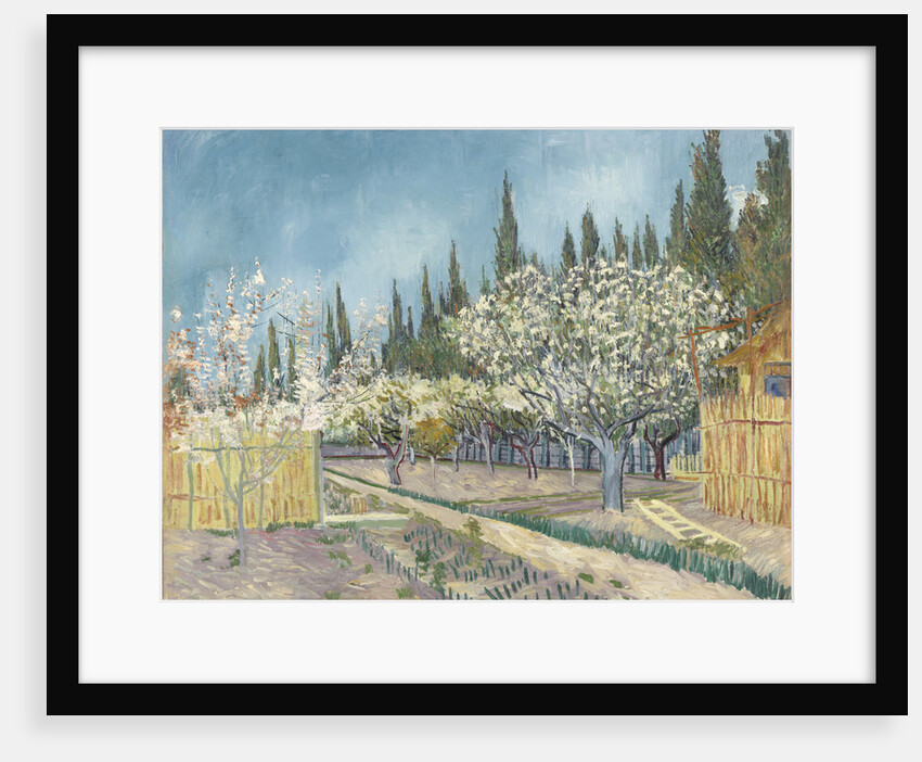 Orchard bordered by cypresses, 1888 by Anonymous