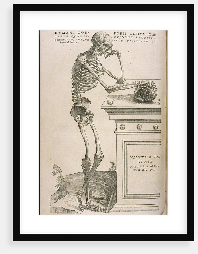 Illustration from De humani corporis fabrica by Andreas Vesalius, ca 1543 by Anonymous