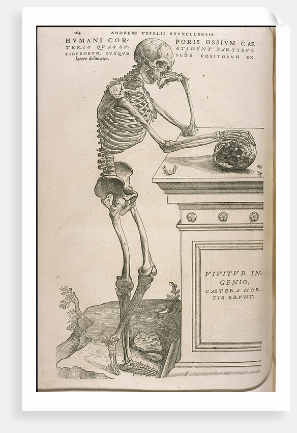 Illustration from De humani corporis fabrica by Andreas Vesalius, ca 1543 by Anonymous
