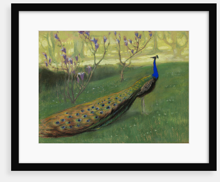 Peacock, after 1900 by Anonymous