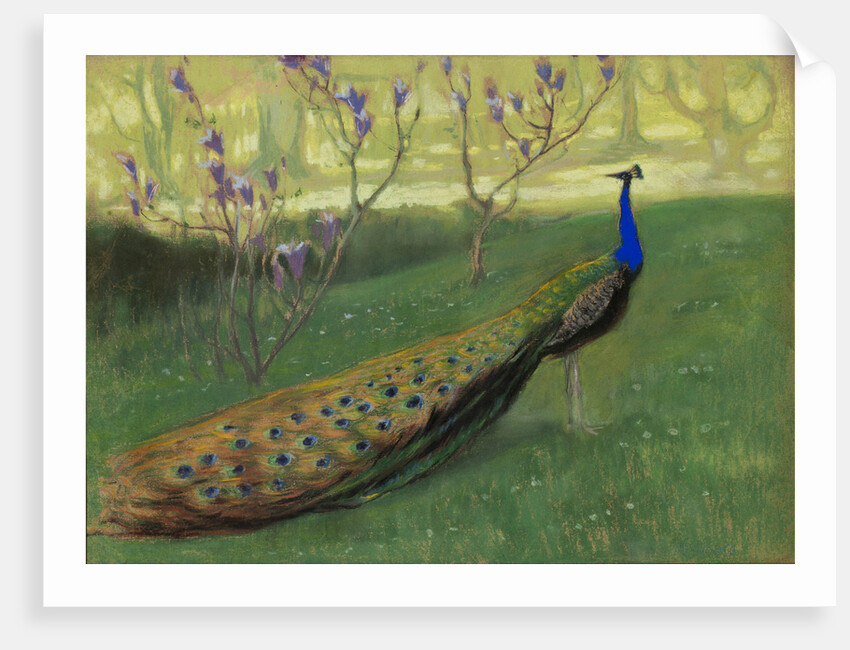 Peacock, after 1900 by Anonymous