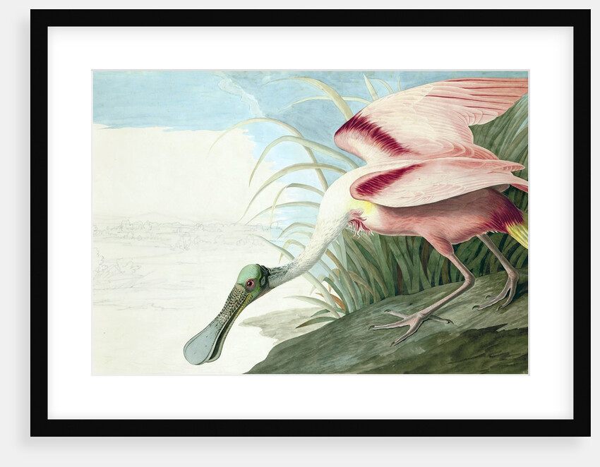 Roseate Spoonbill, Platalea Ajaja, 1845 by John J. Audubon