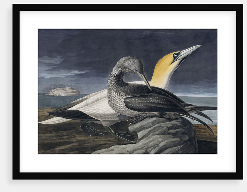 Northern Gannet, Morus Bassanus, 1845 by John J. Audubon