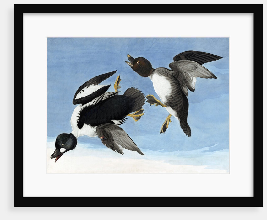 Common Goldeneye, 1845 by John J. Audubon