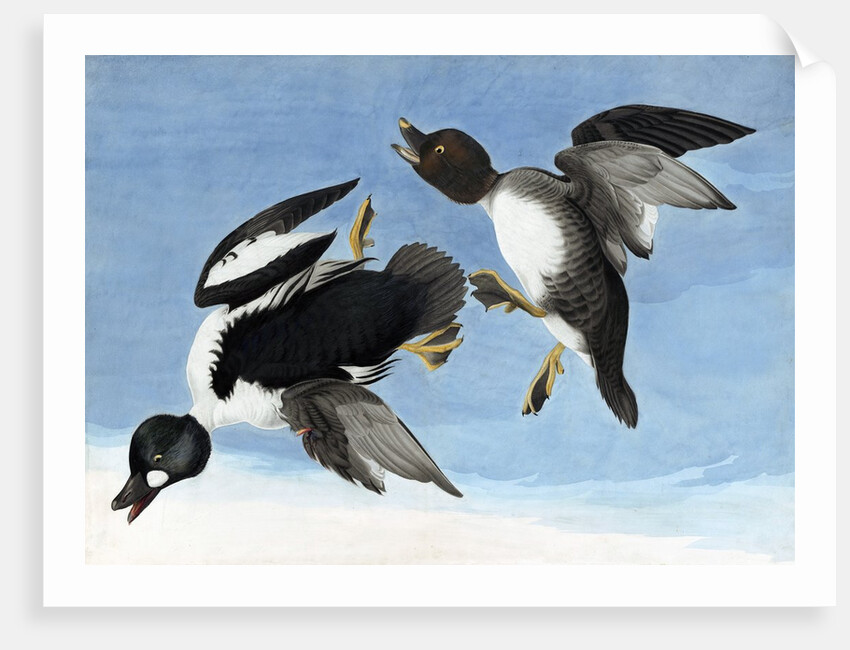 Common Goldeneye, 1845 by John J. Audubon