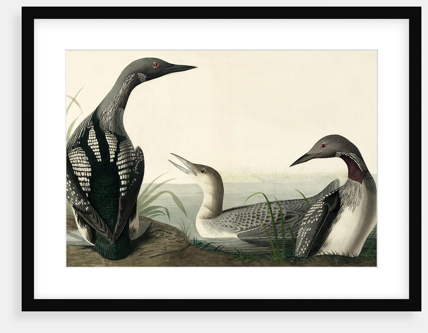 Black-throated Diver, Colymbus Arcticus, 1845 by John J. Audubon