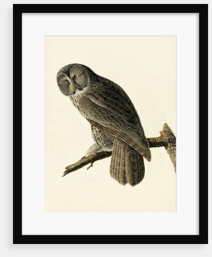 Great Cinereous Owl, Strix Nebulosa, 1845 by John J. Audubon