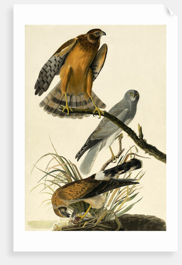 Hen Harrier, Circus Cyaneus, 1845 by John J. Audubon