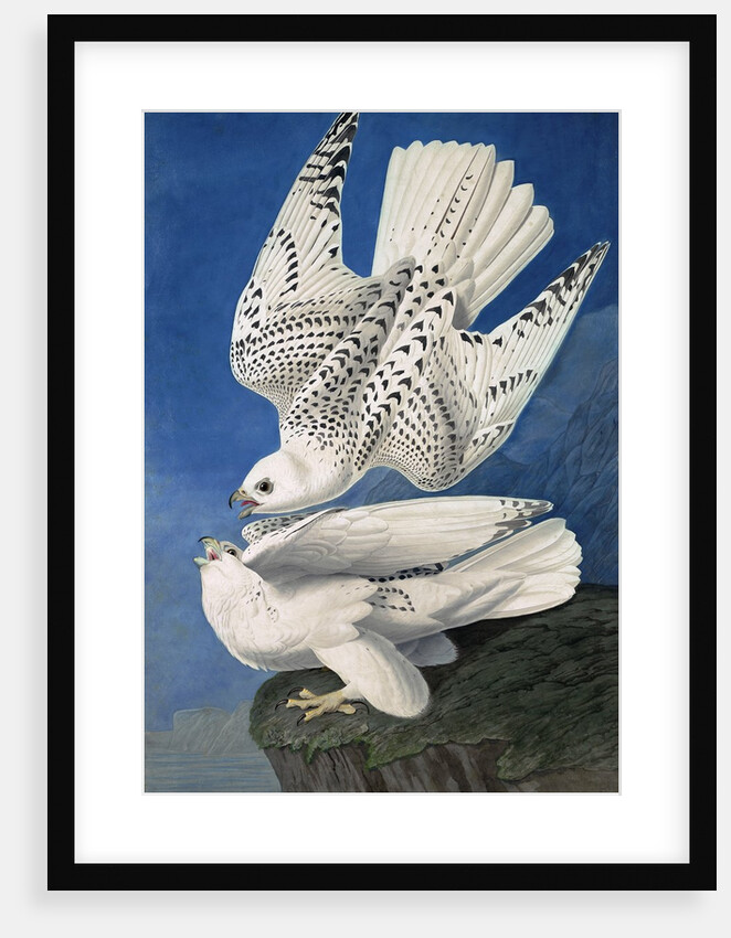 Jer or Iceland Falcon, Falco Islandicus, 1845 by John J. Audubon