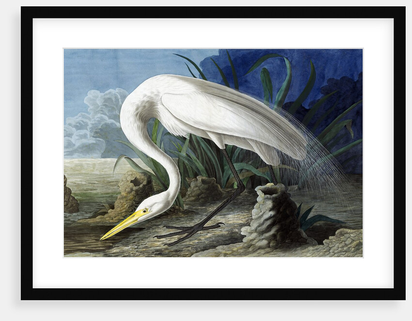 Great Egret, Casmerodius Albus, 1845 by John J. Audubon