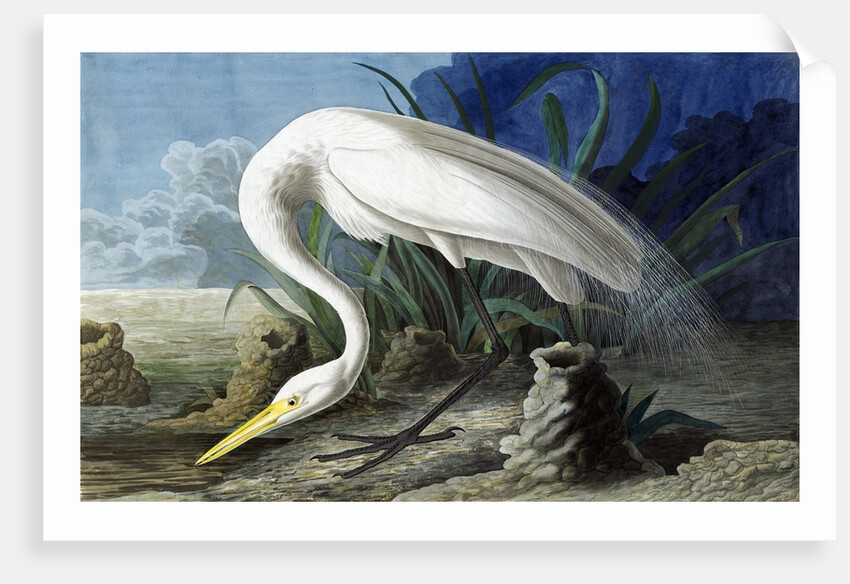 Great Egret, Casmerodius Albus, 1845 by John J. Audubon