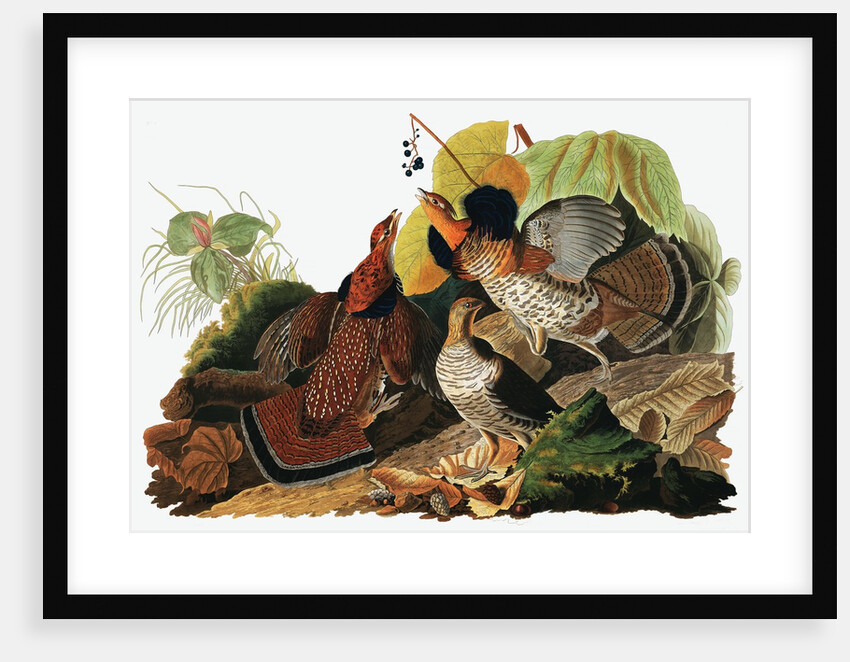 Ruffed Grouse, Tetrao Umbellus, 1845 by John J. Audubon