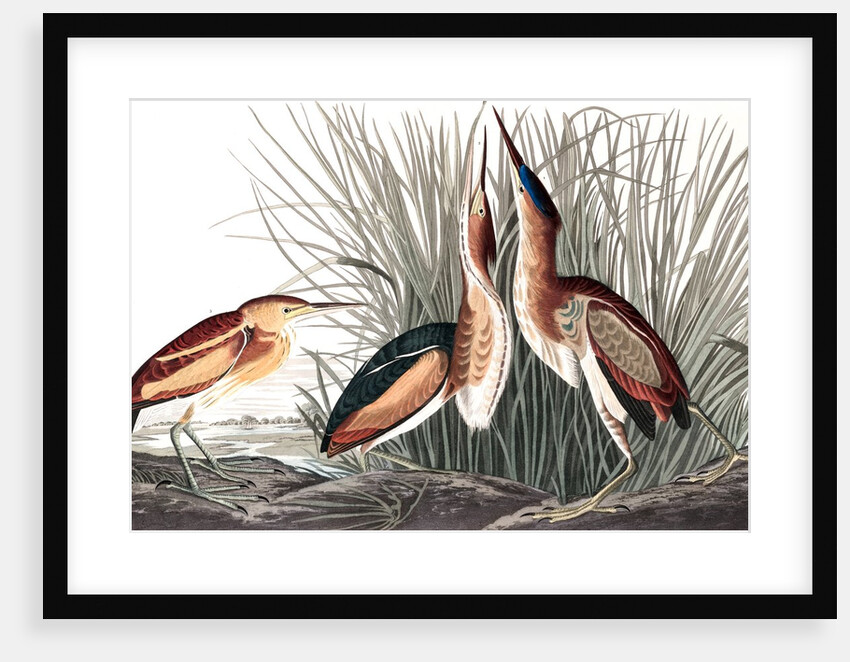 Least Bittern, Ixobrychus Exilis, 1845 by John J. Audubon