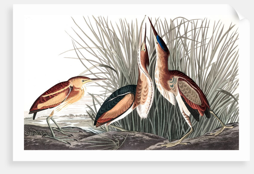 Least Bittern, Ixobrychus Exilis, 1845 by John J. Audubon