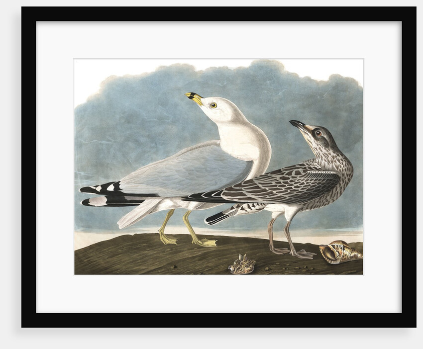 Ring-Billed Gull, Larus Delawarensis, 1845 by John J. Audubon