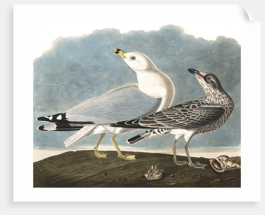 Ring-Billed Gull, Larus Delawarensis, 1845 by John J. Audubon