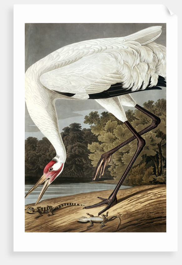 Hooping Crane, Grus Americana, 1845 by John J. Audubon