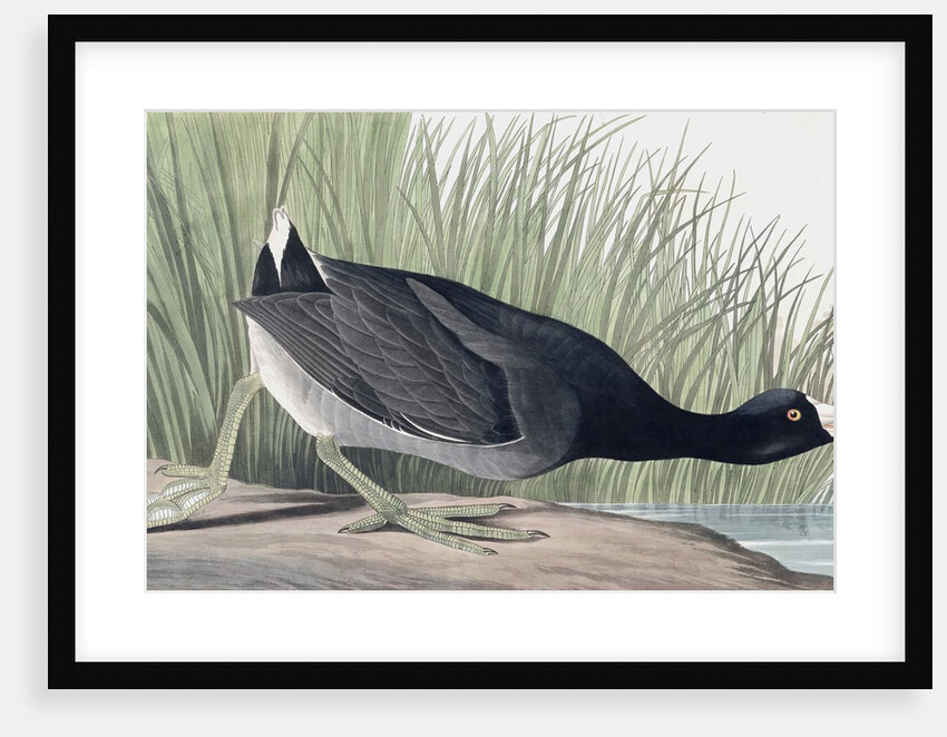 American Coot, Fulica Americana, 1845 by John J. Audubon