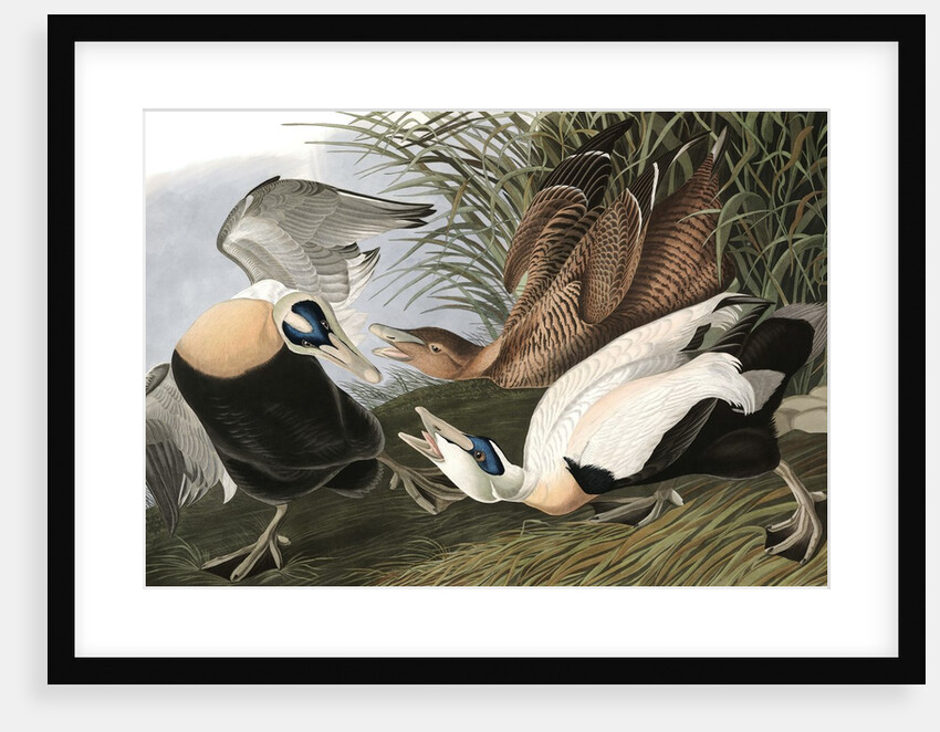 Eider Duck, Fuligula Mollissima, 1845 by John J. Audubon