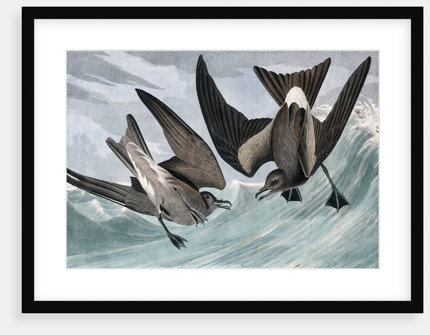 Fork Tailed Petrel, Thalassidroma Leachii, 1845 by John J. Audubon