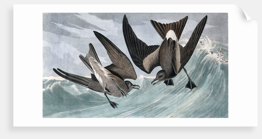 Fork Tailed Petrel, Thalassidroma Leachii, 1845 by John J. Audubon