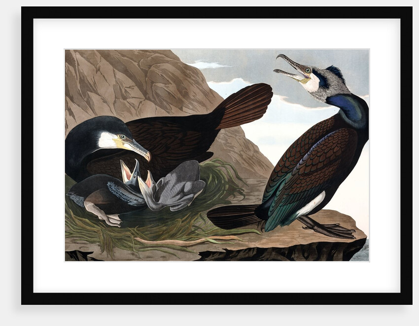 Common Cormorant, Phalacrocorax Carbo, 1845 by John J. Audubon