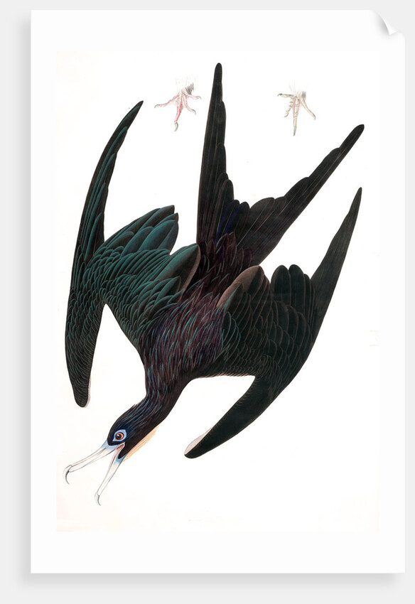 Frigate Pelican, Tachypetes Aquilis, 1845 by John J. Audubon