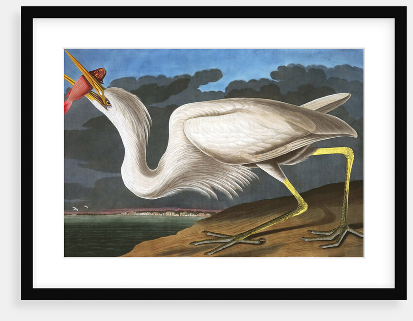 Great White Heron, Ardea Occidentalis, 1845 by John J. Audubon