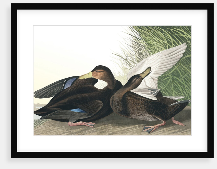 Dusky Duck, Anas Obscura, 1845 by John J. Audubon