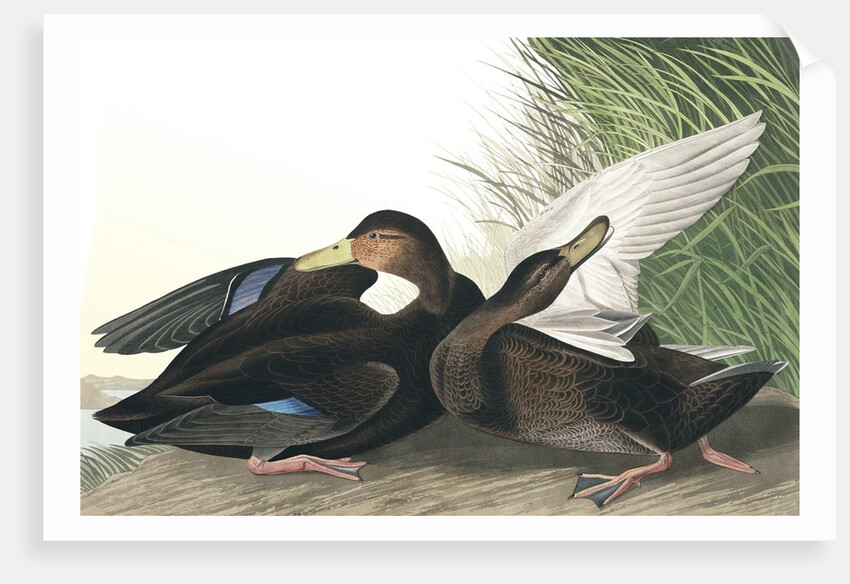 Dusky Duck, Anas Obscura, 1845 by John J. Audubon