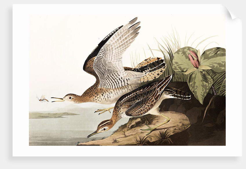 Bartram Sandpiper, Bartramia Longicauda, 1845 by John J. Audubon