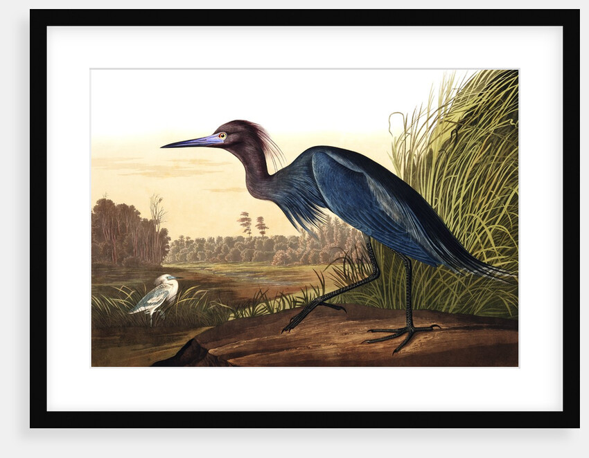 Blue Crane or Heron, Ardea Coerulea, 1845 by John J. Audubon