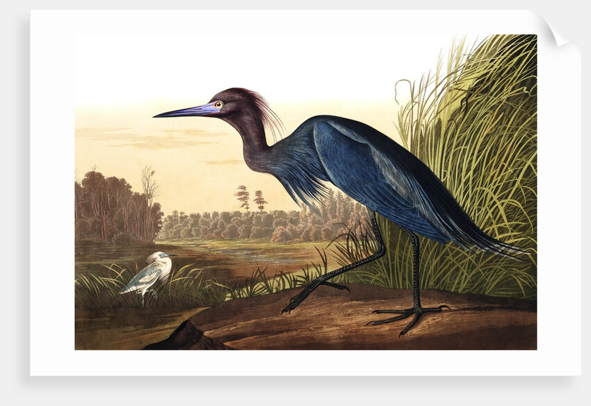 Blue Crane or Heron, Ardea Coerulea, 1845 by John J. Audubon