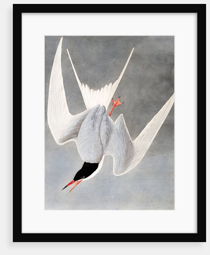 Great Tern, Sterna Hirundo, 1845 by John J. Audubon