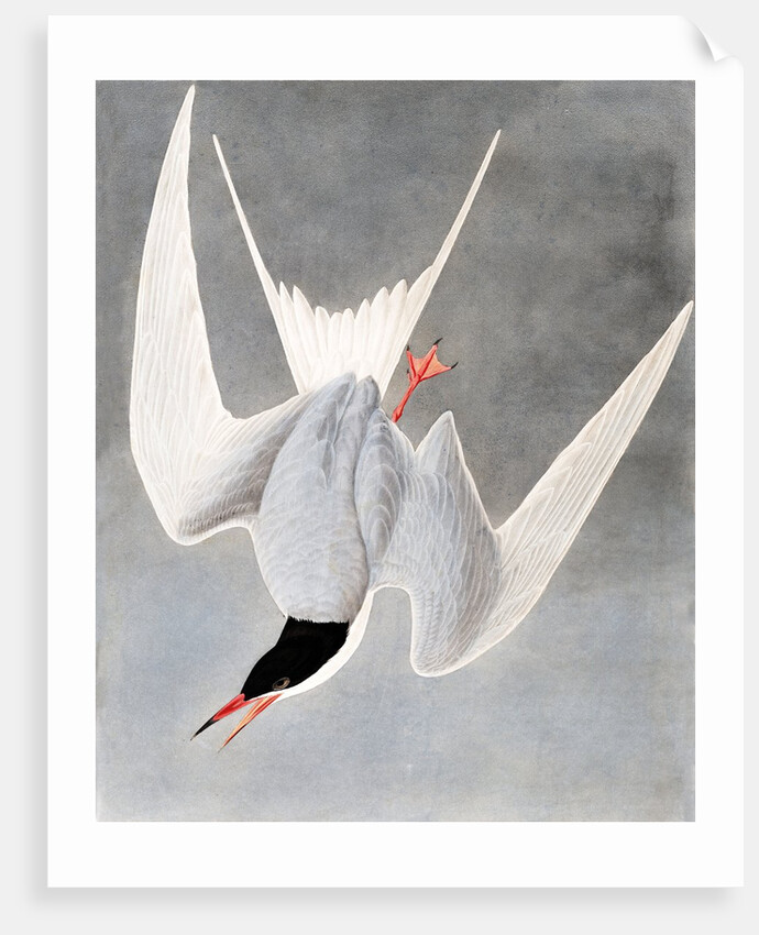 Great Tern, Sterna Hirundo, 1845 by John J. Audubon