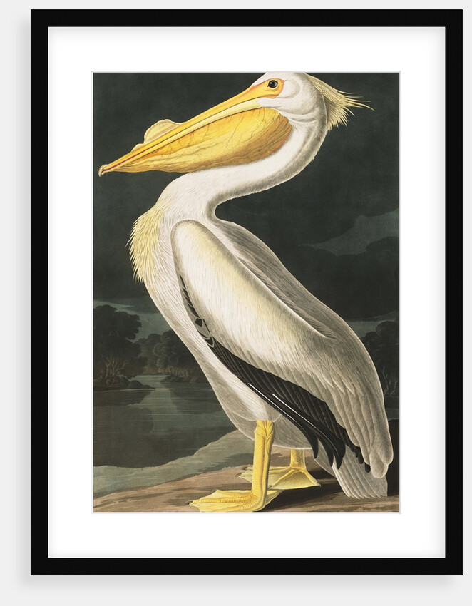 American White Pelican, Pelecanus Erythrorhynchos, 1845 by John J. Audubon