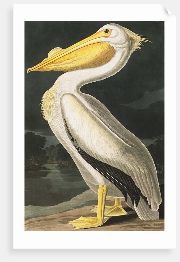 American White Pelican, Pelecanus Erythrorhynchos, 1845 by John J. Audubon