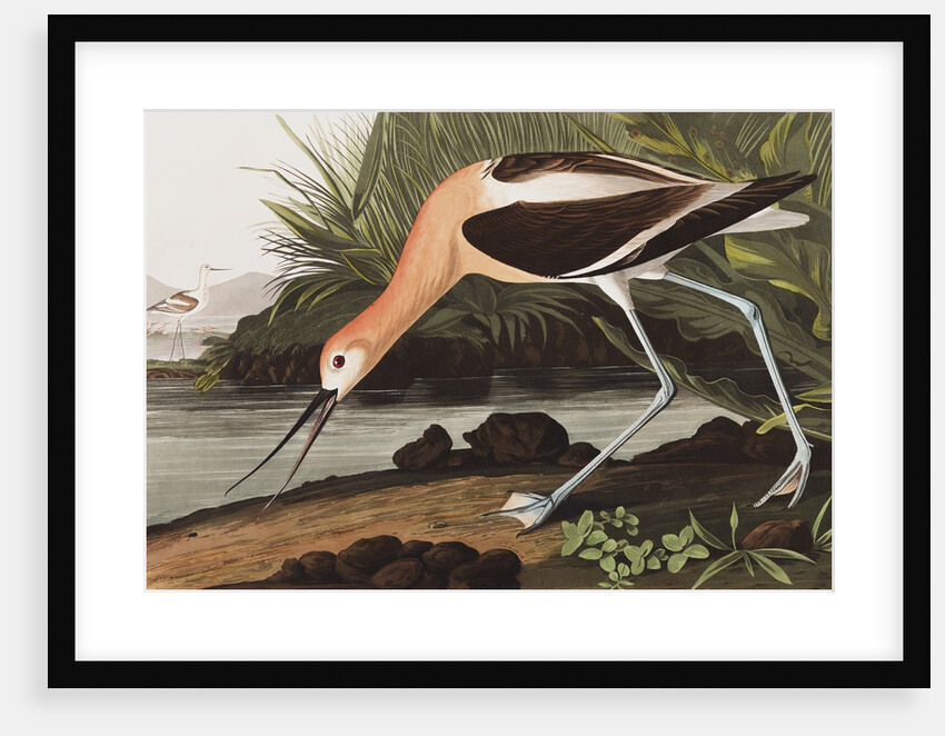 American Avocet, Recurvirostra Americana, 1845 by John J. Audubon