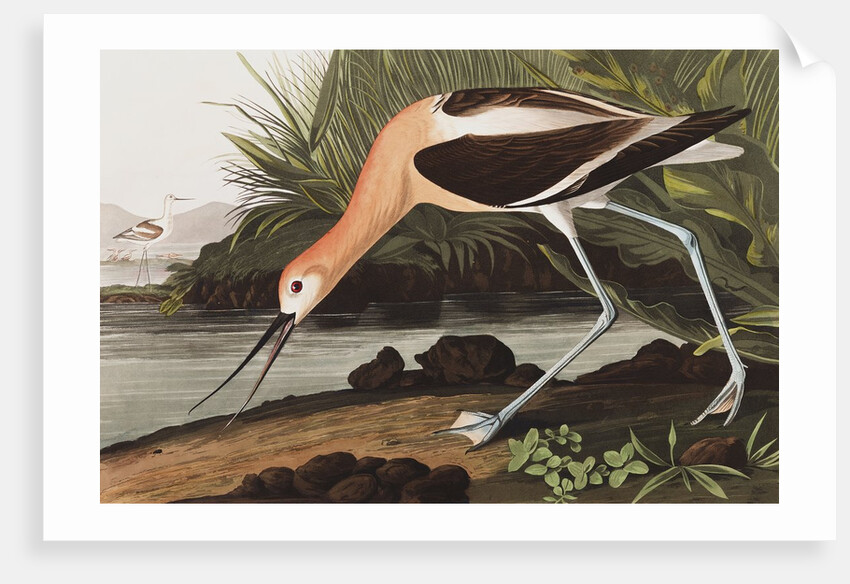 American Avocet, Recurvirostra Americana, 1845 by John J. Audubon