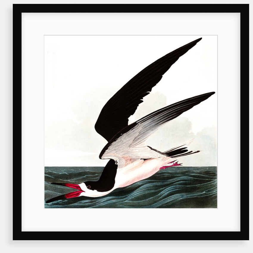 Black Skimmer or Shearwater, Rhincops Nigra, 1845 by John J. Audubon