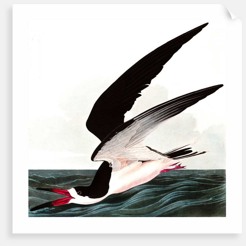 Black Skimmer or Shearwater, Rhincops Nigra, 1845 by John J. Audubon